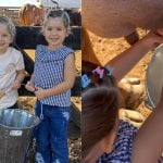Maria Alice e Maria Flor ordenham vacas na fazenda de Leonardo