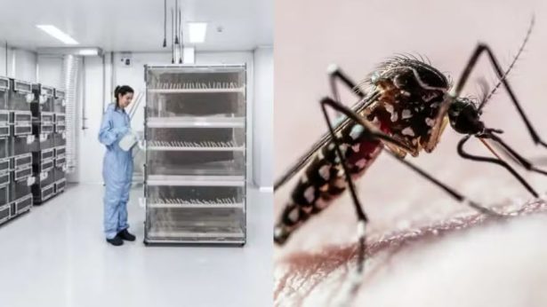 Fábrica produzirá até 200 milhões de mosquitos por semana para ação de combate à dengue