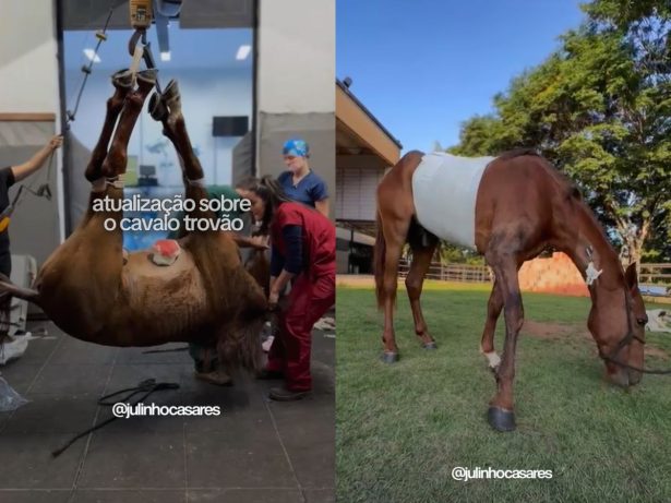 “É um milagre”: cavalo resgatado em estado crítico apresenta boa recuperação após cirurgia