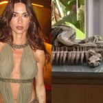 Thaila Ayala aciona bombeiros após encontrar cobra na sala de jantar de casa
