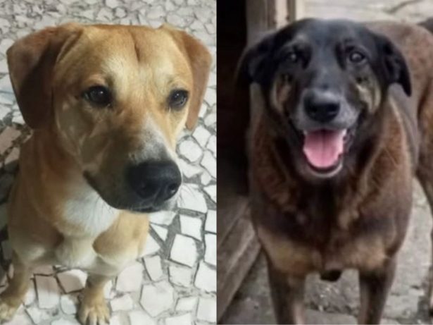 Caso Orelha não tem imagens e amplia número de adolescentes investigados, diz delegado