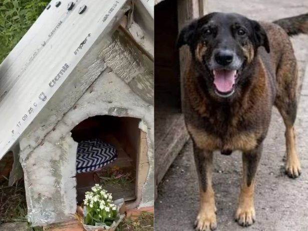 Caso Orelha: casinha onde o cão comunitário vivia recebe homenagens