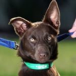 Governo sanciona lei sobre guarda de pets após separação; veja regras