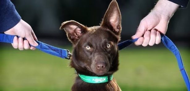 Governo sanciona lei sobre guarda de pets após separação; veja regras