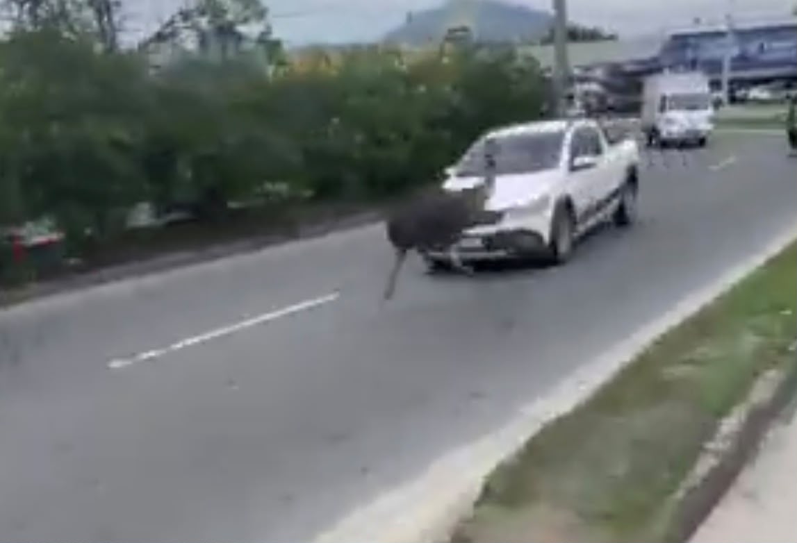 Emu foi visto correndo em avenida movimentada em Campo Grande no Rio de Janeiro / Foto: Reprodução X Emu foi visto correndo em avenida movimentada em Campo Grande no Rio de Janeiro / Foto: Reprodução X
