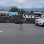 Ave de grande porte é vista correndo em avenida movimentada na zona oeste do Rio de Janeiro