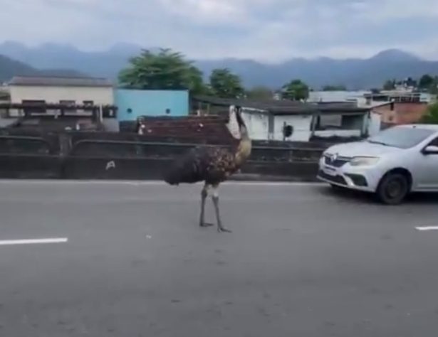 Ave de grande porte é vista correndo em avenida movimentada na zona oeste do Rio de Janeiro