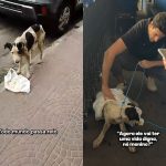 Cachorro abandonado desde o nascimento é resgatado após ser ignorado por dezenas de pessoas