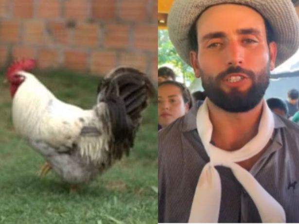 Galo de Matteus Alegrete é furtado e família faz apelo nas redes sociais
