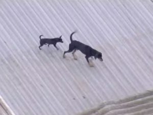 Cachorros ilhados do RS