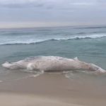Baleia morta é encontrada encalhada na Praia da Barra, no Rio