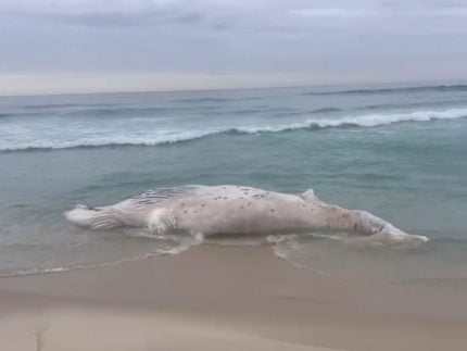 Baleia morta é encontrada encalhada na Praia da Barra, no Rio