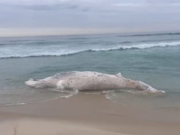 Baleia morta é encontrada encalhada na Praia da Barra, no Rio