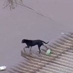 Cachorro tenta fugir de enchente nadando e buscando por telhados no RS