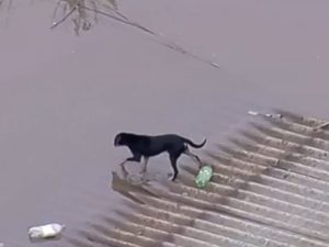 Cachorro tenta fugir de enchente nadando e buscando por telhados no RS
