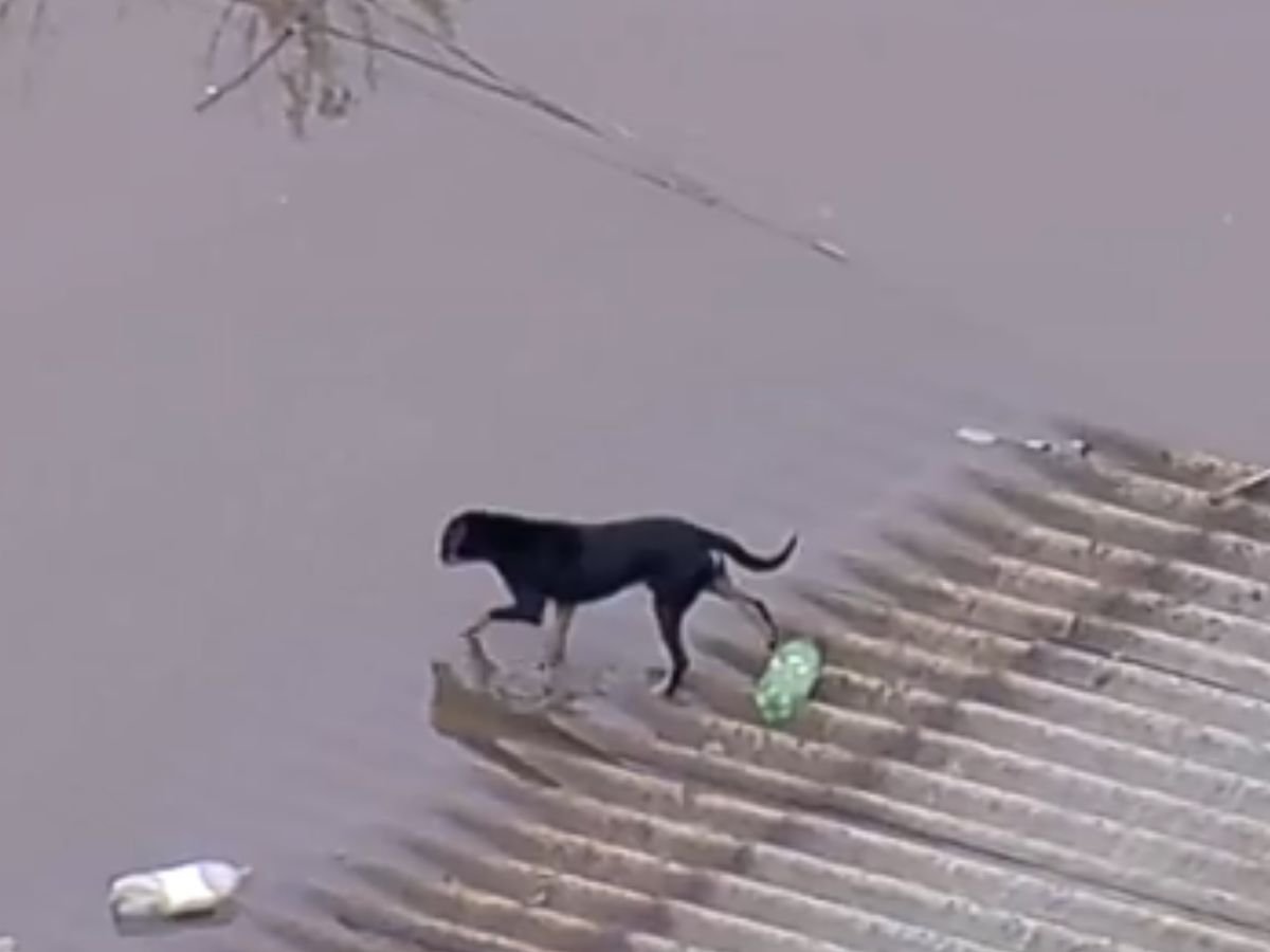 Cachorro em busca de lugar seguro em meio as enchentes do Rio Grande do Sul