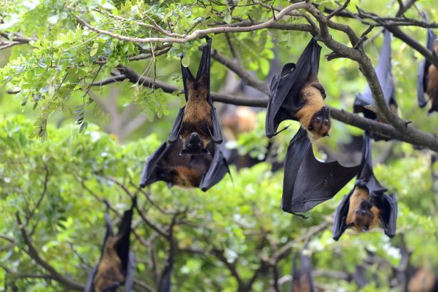 OMS atualiza alerta sobre vírus Nipah na Índia e aponta diferenças em relação à Covid-19