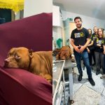 ONG resgata pitbull após morte de menina de 3 anos no Rio; animal sofria maus-tratos