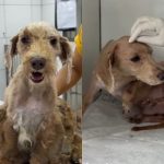Cão resgatado de situação de negligência se recupera e agora aguarda adoção