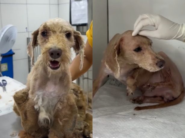 Cão resgatado de situação de negligência se recupera e agora aguarda adoção