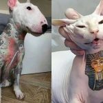 Senado aprova Projeto de Lei que criminaliza tatuagem e piercing em cães e gatos