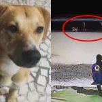Veja o exato momento em que adolescentes pegam o cão Caramelo para afogá-lo no mar