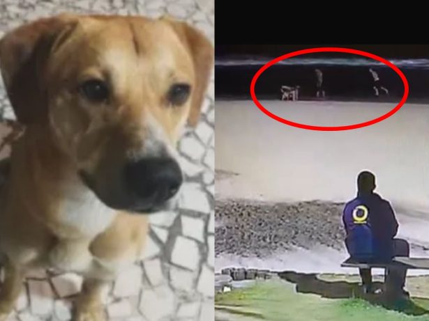 Veja o exato momento em que adolescentes pegam o cão Caramelo para afogá-lo no mar