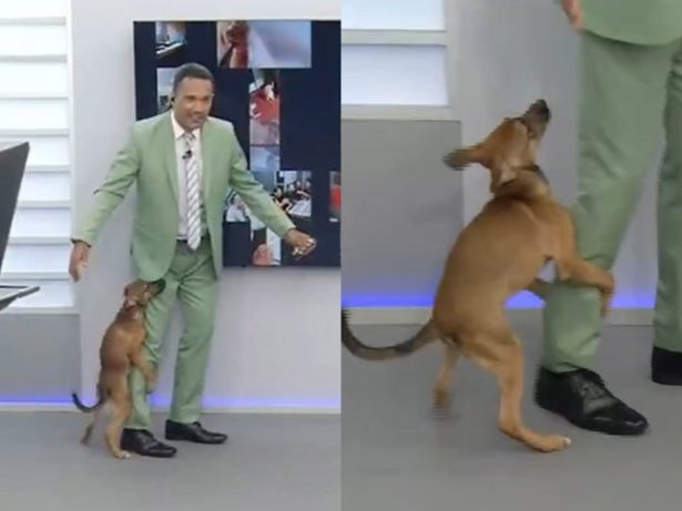 Cão começa a cruzar com perna de apresentador ao vivo e equipe cai no riso