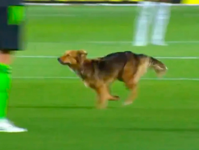 Caramelo boleiro: cachorro invade jogo do Brasileirão e dribla atletas