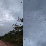 “Chuva de aranhas” em Minas choca e confunde a internet; especialista explica