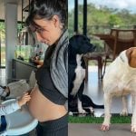 Influenciadora grávida tira pitbulls de estimação de casa após 8 anos com eles