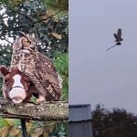 Elphaba, é você? Coruja voa agarrada a cavalo de madeira e é confundida com bruxa