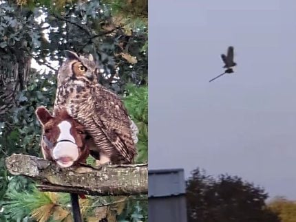 Elphaba, é você? Coruja voa agarrada a cavalo de madeira e é confundida com bruxa