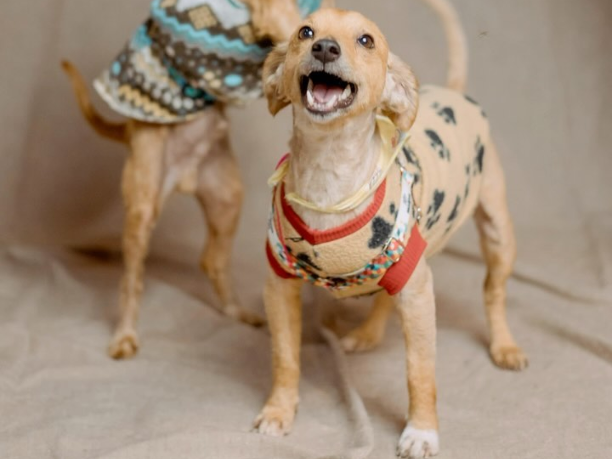 Voluntários promovem ensaio fotográfico para cachorros resgatados no Rio Grande do Sul (Reprodução)