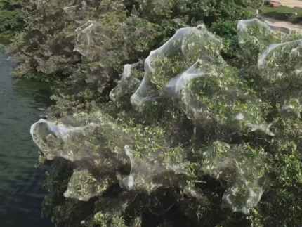   aranhas se multiplicam em um dos pontos turísticos de São Luís (MA). Foto: Reprodução/TV Globo