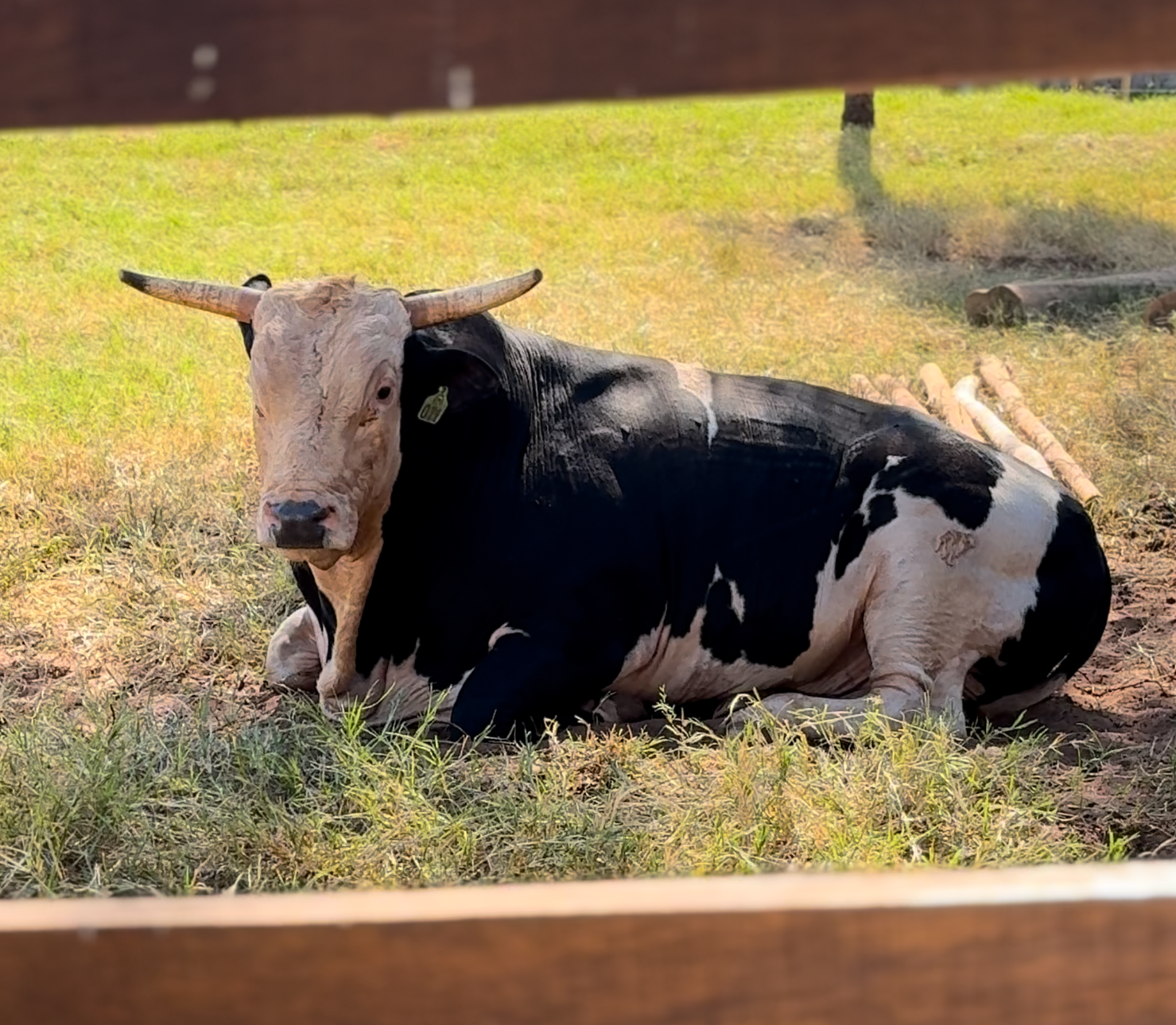 Cia Tércio Miranda tem uma estratégia para melhorar desempenho dos touros nos rodeios. Foto: Reprodução