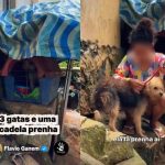 Casal é preso em flagrante por maus-tratos contra animais em Mangaratiba