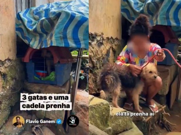 Casal é preso em flagrante por maus-tratos contra animais em Mangaratiba