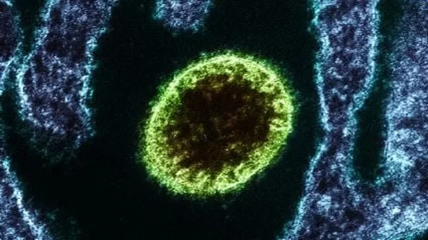 Surto de vírus letal coloca a Índia em estado de alerta; entenda os riscos da infecção