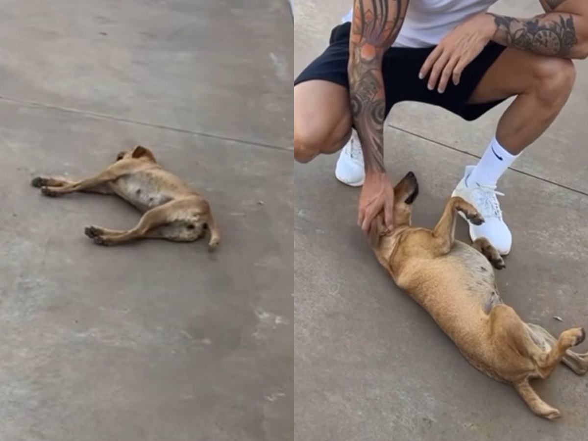 Gusttavo Lima brinca com cachorrinho caramelo que vive em sua propriedade (Reprodução: Instagram)