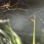 Ponto turístico de São Luiz (MA) está infestado por milhões de aranhas