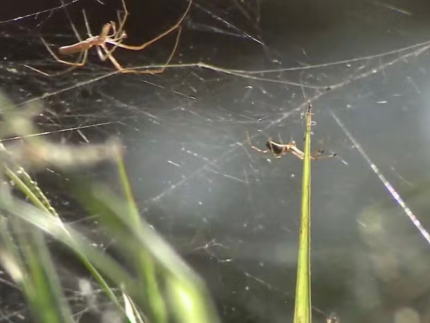 Ponto turístico de São Luiz (MA) está infestado por milhões de aranhas