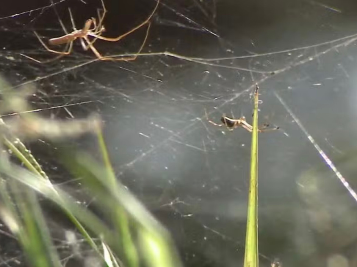  aranhas se multiplicam em um dos pontos turísticos de São Luís (MA). Foto: Reprodução/TV Globo