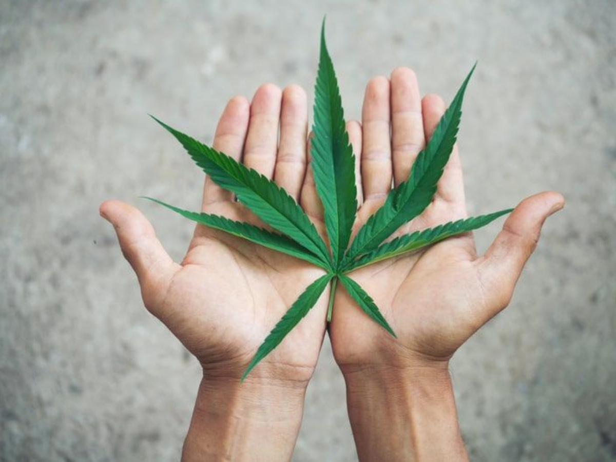 Reprodução cannabisesaude.com.br