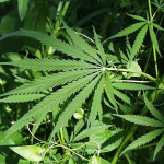 Anvisa debaterá sobre regras para cultivo de cannabis medicinal por empresas