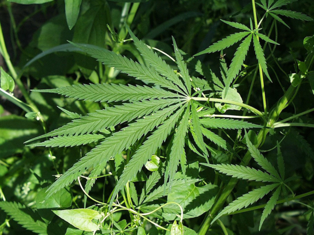 Anvisa debaterá sobre regras para cultivo de cannabis medicinal por empresas