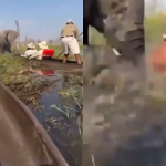 Mãe protetora: Elefanta vira canoa com turistas após se aproximarem de filhotes. Veja!