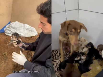 Julinho Casares atualiza sobre resgate emocionante de cadela com filhotes em SP