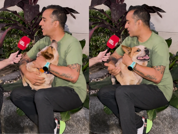 Cão de alerta médico: adestrador explica ação de pets no controle de diabetes