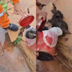 Garis salvam cachorro momentos antes de ser triturado em lata de lixo no MT